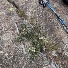 Melicytus angustifolius subsp. divaricatus at Namadgi National Park - 10 Dec 2023