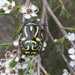 Eupoecila australasiae (Fiddler Beetle) at Boro - 11 Dec 2023 by Paul4K