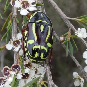 Eupoecila australasiae at Boro - suppressed