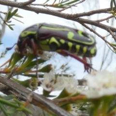 Eupoecila australasiae at Boro - suppressed