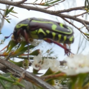 Eupoecila australasiae at Boro - suppressed