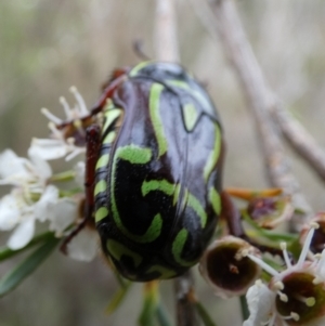 Eupoecila australasiae at Boro - suppressed