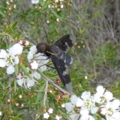 Balaana sp. (genus) (Bee Fly) at Borough, NSW - 11 Dec 2023 by Paul4K