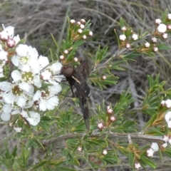 Balaana sp. (genus) at QPRC LGA - 11 Dec 2023