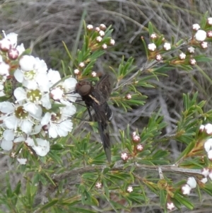 Balaana sp. (genus) at QPRC LGA - 11 Dec 2023