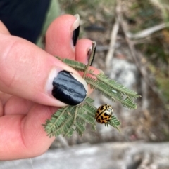 Cleobora mellyi (Southern Ladybird) at Rendezvous Creek, ACT - 10 Dec 2023 by alexwatt