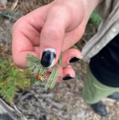 Cleobora mellyi at Namadgi National Park - 10 Dec 2023 01:33 PM