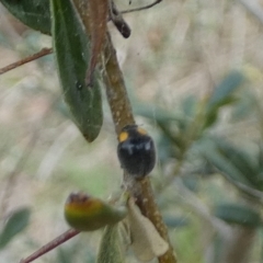 Apolinus lividigaster (Yellow Shouldered Ladybird) at QPRC LGA - 11 Dec 2023 by Paul4K