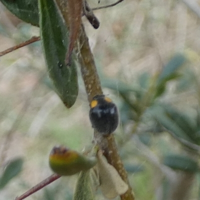 Apolinus lividigaster (Yellow Shouldered Ladybird) at Bicentennial Park - 12 Dec 2023 by Paul4K