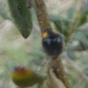 Apolinus lividigaster at QPRC LGA - 12 Dec 2023