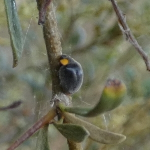 Apolinus lividigaster at QPRC LGA - 12 Dec 2023