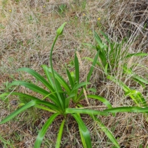 Agapanthus praecox subsp. orientalis at Isaacs Ridge and Nearby - 12 Dec 2023 12:05 PM