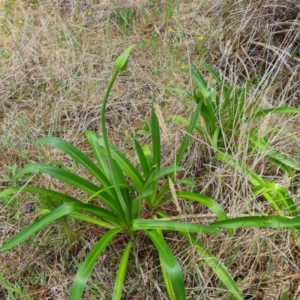 Agapanthus praecox subsp. orientalis at Isaacs Ridge and Nearby - 12 Dec 2023