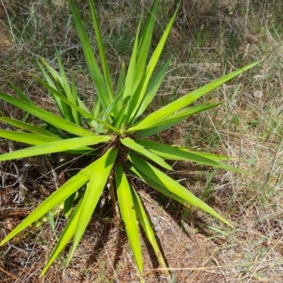 Yucca aloifolia (Spanish Bayonet) at Isaacs, ACT - 12 Dec 2023 by Mike