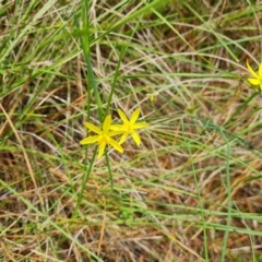 Tricoryne elatior (Yellow Rush Lily) at Isaacs, ACT - 12 Dec 2023 by Mike
