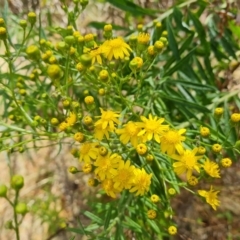 Senecio pterophorus (African Daisy) at Isaacs Ridge - 12 Dec 2023 by Mike