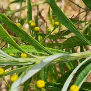 Senecio pterophorus at suppressed - suppressed