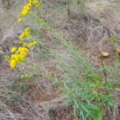 Senecio pterophorus (African Daisy) at Isaacs Ridge and Nearby - 12 Dec 2023 by Mike