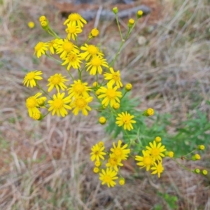 Senecio pterophorus at suppressed - 12 Dec 2023