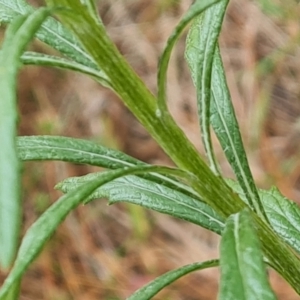 Senecio pterophorus at suppressed - 12 Dec 2023