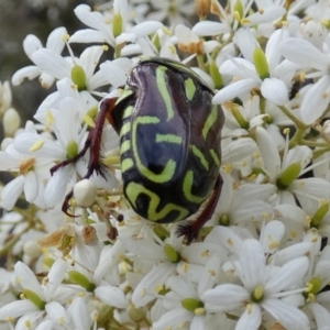 Eupoecila australasiae at QPRC LGA - 12 Dec 2023