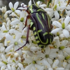 Eupoecila australasiae at QPRC LGA - 12 Dec 2023