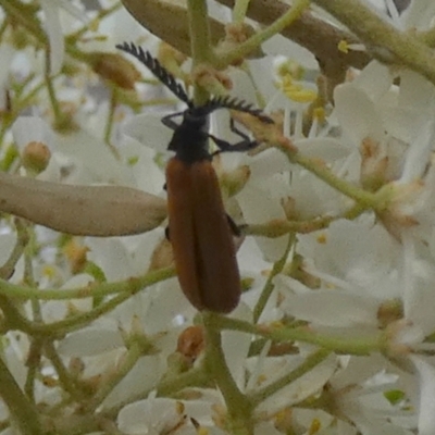 Porrostoma rhipidium (Long-nosed Lycid (Net-winged) beetle) at QPRC LGA - 11 Dec 2023 by Paul4K
