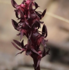 Corunastylis arrecta (Erect midge orchid) at Rendezvous Creek, ACT - 10 Dec 2023 by AndyRoo
