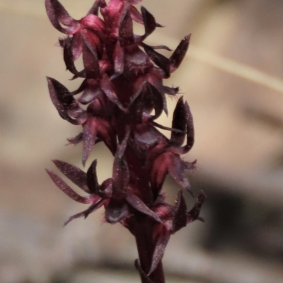 Corunastylis arrecta (Erect midge orchid) at Namadgi National Park - 10 Dec 2023 by AndyRoo