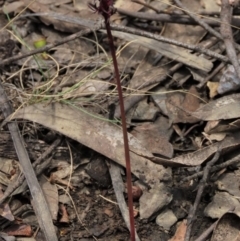 Corunastylis arrecta at Namadgi National Park - suppressed