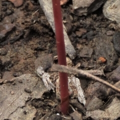 Corunastylis arrecta at Namadgi National Park - suppressed