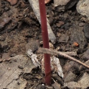 Corunastylis arrecta at Namadgi National Park - 10 Dec 2023