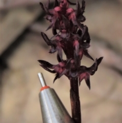 Corunastylis arrecta at Namadgi National Park - 10 Dec 2023