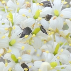 Mordella sp. (genus) at Bicentennial Park - 12 Dec 2023 07:10 AM