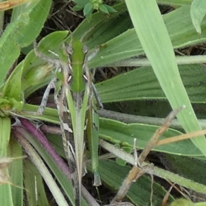 Oedaleus australis at QPRC LGA - 12 Dec 2023