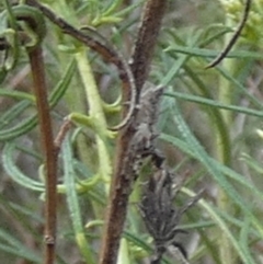 Oedaleus australis at QPRC LGA - 12 Dec 2023 07:22 AM