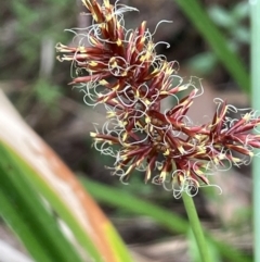 Cyperus lucidus (Leafy Flat Sedge) at QPRC LGA - 10 Dec 2023 by JaneR