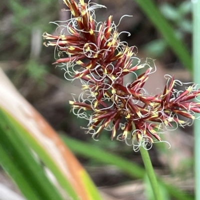 Cyperus lucidus (Leafy Flat Sedge) at Bendoura, NSW - 10 Dec 2023 by JaneR