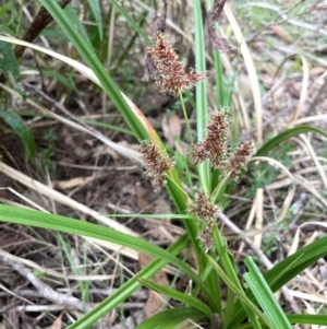 Cyperus lucidus at QPRC LGA - 10 Dec 2023