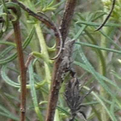 Unidentified Spider (Araneae) at Bicentennial Park - 11 Dec 2023 by Paul4K