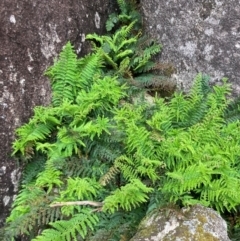 Polystichum proliferum (Mother Shield Fern) at Namadgi National Park - 10 Dec 2023 by alexwatt