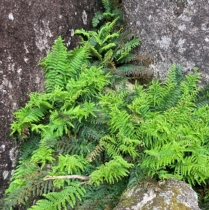 Polystichum proliferum at Namadgi National Park - 10 Dec 2023 01:17 PM