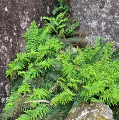 Polystichum proliferum (Mother Shield Fern) at Rendezvous Creek, ACT - 10 Dec 2023 by alexwatt