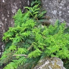 Polystichum proliferum at Namadgi National Park - 10 Dec 2023 01:17 PM