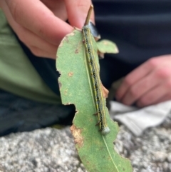 Chlenias (genus) (A looper moth) at Namadgi National Park - 10 Dec 2023 by alexwatt