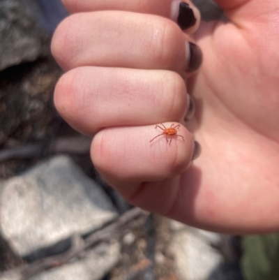 Erythraeidae (family) (Erythraeid mite) at Rendezvous Creek, ACT - 10 Dec 2023 by alexwatt