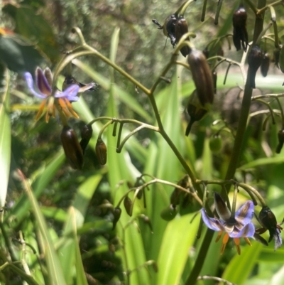 Dianella tasmanica (Tasman Flax Lily) at Rendezvous Creek, ACT - 10 Dec 2023 by alexwatt