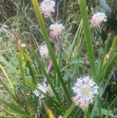 Pimelea treyvaudii (Grey Riceflower) at Rendezvous Creek, ACT - 10 Dec 2023 by alexwatt