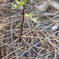 Arthrochilus prolixus (Wispy Elbow Orchid) at Wallum - 11 Dec 2023 by RachelDun