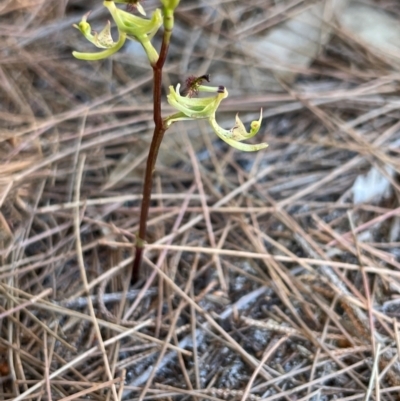 Arthrochilus prolixus (Wispy Elbow Orchid) at Wallum - 11 Dec 2023 by RachelDun